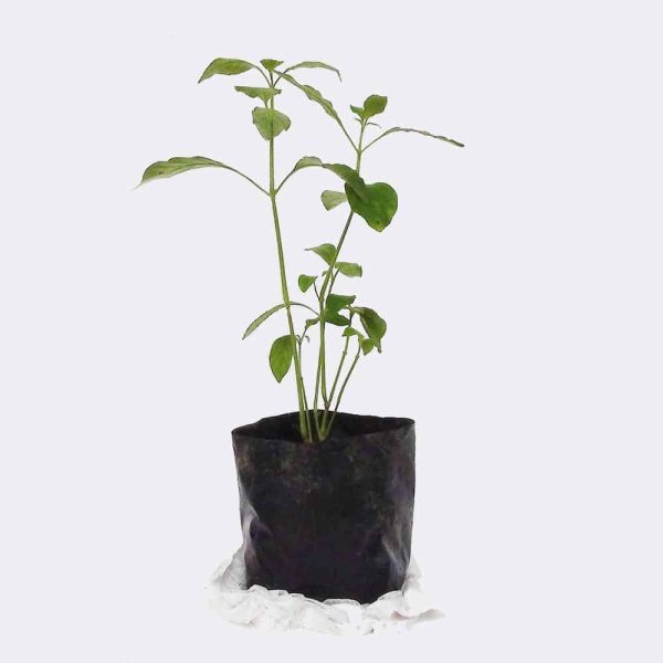 Planta de Aluminio